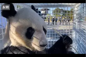 旅日28年大熊猫永明携家族回国全程记录视频视频封面