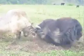 犏牛(白)挑战牦牛，犏牛是对手么？视频封面