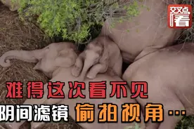 中国野象“火出圈”！这次外媒不再有“阴间滤镜”“偷拍视角”视频封面
