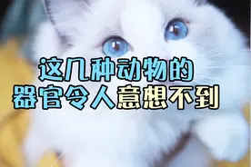 真的假的？原来猫咪是有肚脐的，快找找你家猫咪的肚脐！视频封面