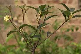 养桂花，平时多施这种“肥”，开花多，花的香气更浓视频封面