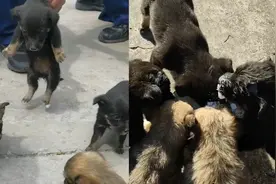当消防员捡到五只可爱的小奶狗时：年纪轻轻就有了编制视频封面