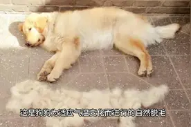 狗狗掉毛一块一块的是什么原因视频封面