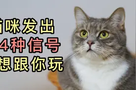猫咪发出这4种信号,它想跟你玩视频封面