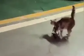 残忍！流浪猫脖子被人绑四只幼崽，知情者：很恶劣视频封面