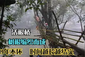 活生生的桥现存500年，时间越长越结实，印度奇迹之桥：活根桥视频封面