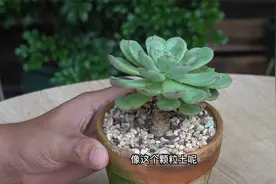养多肉到底用什么植料比较好，看完才知道颗粒土并不是绝对视频封面