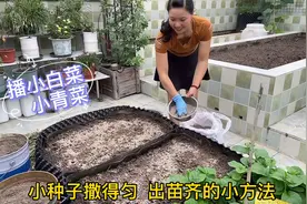 小青菜 小白菜这类小种子 加上草木灰细土拌种防虫 撒得匀 出苗齐视频封面