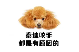 泰迪咬手，都是有原因的！视频封面