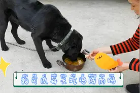 狗狗可以每天吃鸡胸肉吗，以下几点需要留意视频封面