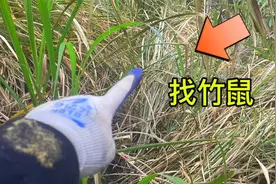 茅草堆里找竹鼠非常简单，跟着小钟一起找，一找一个准视频封面