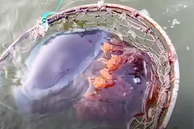 辉姐来老叔家的养殖场观光，分不清海蜇和水母，这次算是长见识了视频封面