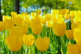 神女应无恙，当惊世界殊。——毛泽东视频封面