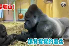 电影《金刚》的原型，银背大猩猩对孩子的温柔，也有个负责的母亲视频封面
