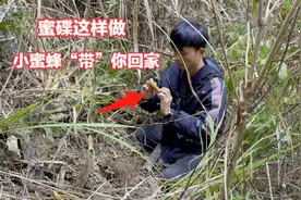 阴天寻找野生小蜜蜂，小伙教你巧用望远镜，快速找出蜂窝现场开挖