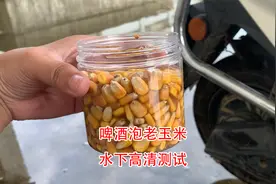 啤酒泡的老玉米效果确实好，鲤鱼两三次上钩，水下高清呈现视频封面