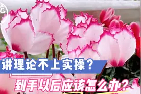 只讲理论不上实操？到手以后应该怎么办？仙客来养护教学！视频封面