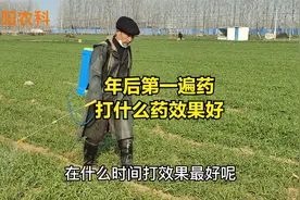 小麦年后第一遍药，在什么时间打，打什么药效果好视频封面