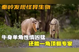 陕西秦岭意外发现怪异生物，牛身羊角性情凶猛，还能一角顶翻专家视频封面