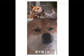 打工人表情包！快拿去用吧！视频封面