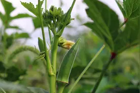 秋葵老贵别再花钱买，教你阳台顶楼种，结得满树都是视频封面