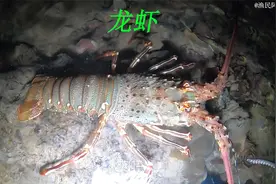 阿平夜里赶海探险碰到了好多靓货，有大龙虾和海鳗鱼还有海茄子视频封面