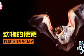 诡异的药材，竟然是动物粪便制成的！你敢信吗？视频封面