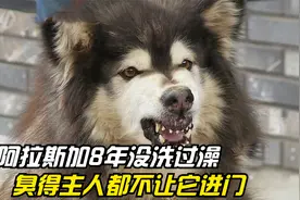 阿拉斯加一梳毛就咬人，整整8年没洗过澡，主人嫌臭都不让它进门视频封面