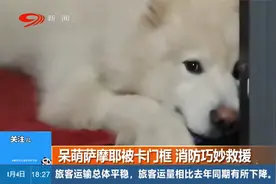 呆萌萨摩耶被卡门框，消防巧妙救援，获救后它和消防员握手感谢视频封面
