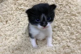 两只异瞳猫结合生下5只奶猫，萌翻了！养了半个月后却几近崩溃