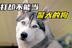 这些能打却不能当警犬的狗狗，你喜欢哪一个视频封面