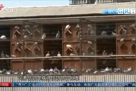 在自家房屋养鸽子 侵权了吗？视频封面