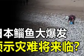 日本鲻鱼大爆发，5天前沙丁鱼聚集，难道是灾难爆发前兆？视频封面