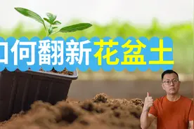 如何翻新花盆土壤，处理花盆土的4个方法，实际操作演示！视频封面