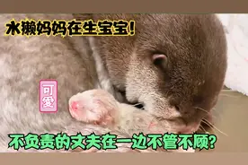 水獭妈妈在生宝宝，水獭爸爸还就知道吃，刚刚出生的小水獭好可爱视频封面