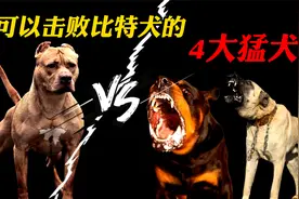 可以轻松击败比特犬的4大猛犬，你真以为比特是“犬中战神”吗？视频封面