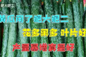 黄瓜叶片发黄怎么办？农户经验分享，使用肥二叶喷叶片厚绿肥大视频封面