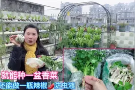 种植香菜错过时间就很难出芽 用现成的香菜根种最简单省事视频封面