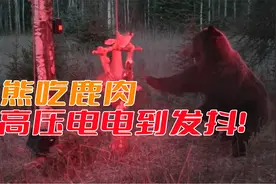 棕熊偷吃，被高压电陷阱电得浑身发抖！视频封面