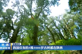 我国仅有的5株5000岁古树都在陕西视频封面