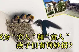 为何燕子不进“苦寒门”？它是怎么区分穷人和富人的？视频封面