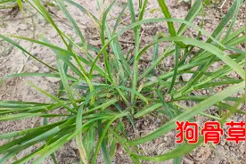 腿脚不麻利的老人，快来认识农村常见的狗骨草，看看有啥用途