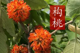 农村的野果构桃，人称天然“肾宝”，酷似杨梅还能补肾壮筋骨视频封面