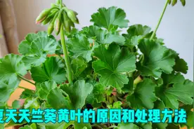 天竺葵叶子发黄别乱“治”，两种原因两种结果，处理方法不一样视频封面
