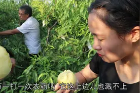 桃农引进日本种植模式，黄桃亩产8000斤以上，一亩收入2万多！视频封面