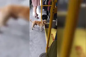 狗狗独自坐公交车，还知道在哪下车！拍摄者：看来它是常客视频封面