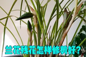修剪兰花残花，花梗要不要留？我的观点有些不太一样视频封面