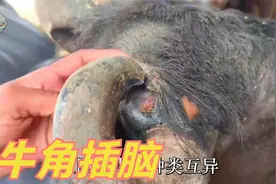 牛角太长需要修剪？养牛要注意，牛羊动物关久了，会用角插死自己视频封面