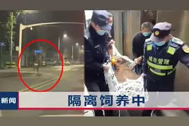 成都街头一只小鹿撒欢狂奔，民警找了一晚上，还动员了两拨帮手视频封面