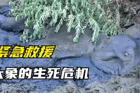 大象深陷泥潭苦苦挣扎，出动两辆挖掘机紧急救援，结局真暖心！视频封面